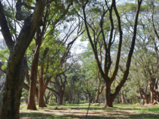 Bengaluru City. Photo Credits: Unsplash